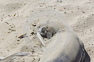 Sealion rests at the sandy beach of San Simeon