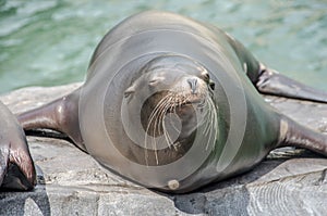 Sealion on a rock looking funnie