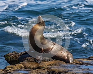 Sealion on a rock in thae sea enjoying the sunny day