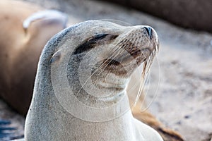 Sealion in San Cristobal Beach in Galapagos