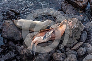 Sealion in San Cristobal Beach in Galapagos