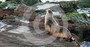 Sealion seal laying on rocky beach Southern California 4K