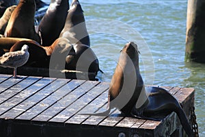 sealion is shining in a port