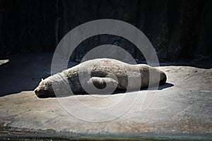 Sealion is sleeping in habitat