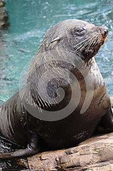 Sealion standing tall