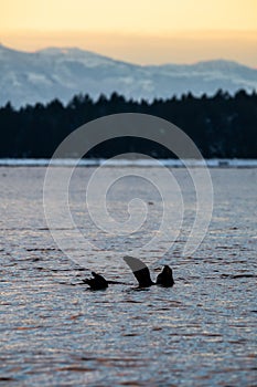 Sealion on the surface of the sea against trees during sunset