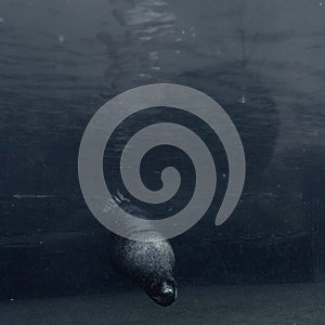 Sealion swiming in a pool