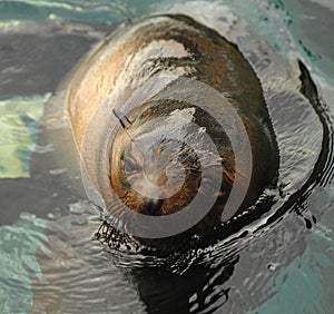 Sealion swimming