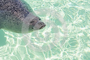 Sealion is swimming. The head of the sea lion in the clear