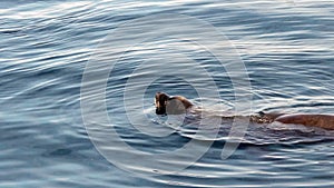 Sealion Swimming Lazily In Gentle Waves Monterey California