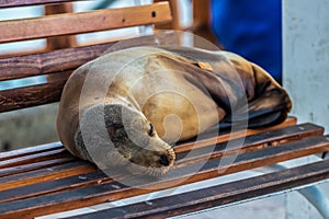 Sealion taking a nap