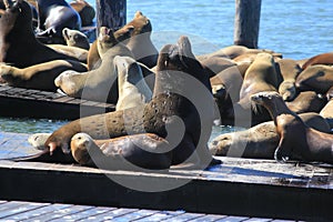 sealion is taking a sun in a port