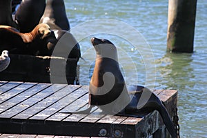 sealion is taking a sun in a port