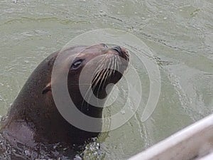 Sealion in water