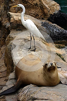 Sealion and white bird resting on the rocks photo