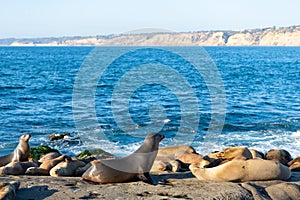 sealion in wildlife at ocean, copy space. california sealion in wildlife nature. photo of sealion