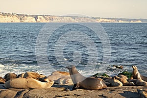 sealion in wildlife at ocean, copy space. california sealion in wildlife nature. photo of sealion