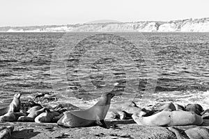 sealion in wildlife at ocean, copy space. california sealion in wildlife nature. photo of sealion