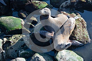 sealion in wildlife at ocean rocks. california sealion in wildlife nature.