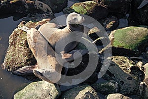 sealion in wildlife at ocean rocks. california sealion in wildlife nature.