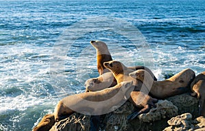 sealion in wildlife at sea. sealion in wildlife at ocean. california sealion in wildlife nature