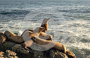 sealion in wildlife at sea. sealion in wildlife at ocean. california sealion in wildlife nature