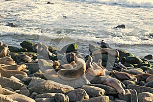 sealion in wildlife at sea shore. sealion in wildlife at ocean. california sealion in wildlife nature.