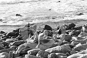 sealion in wildlife at sea shore. sealion in wildlife at ocean. california sealion in wildlife nature.