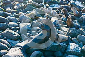 sealion in wildlife at shore. california sealion in wildlife nature. photo of sealion in wildlife