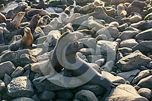 sealion in wildlife at shore. california sealion in wildlife nature. photo of sealion in wildlife