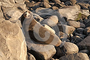 sealion in wildlife at stones. sealion in wildlife at stones. california sealion in wildlife nature