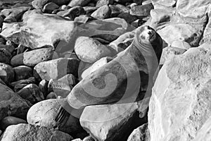 sealion in wildlife at stones. sealion in wildlife at stones. california sealion in wildlife nature