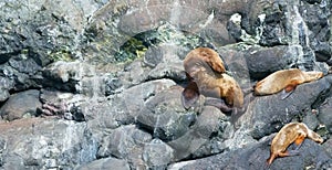 Sealion yoga