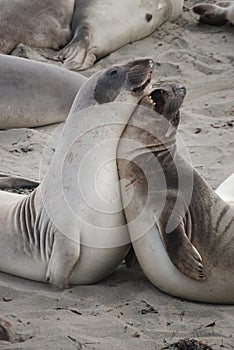 Sealions