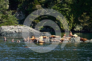 Sealions Bask in the Sun