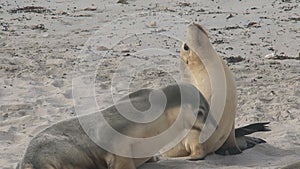 Sealions at the beach in Kangaroo Island, Australia