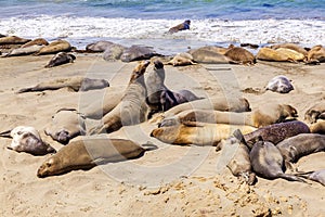 Sealions at the beach