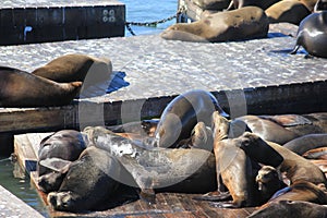 sealions family in a bay in san fransisco