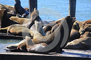 the sealions family in the port in san fransisco