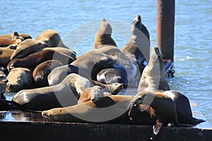 the sealions family in the port in san fransisco