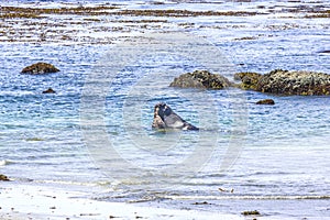 Sealions fighting in the ocean