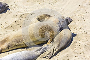 Sealions relax and sleep at the beach