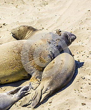 Sealions relax and sleep at the sandy beach