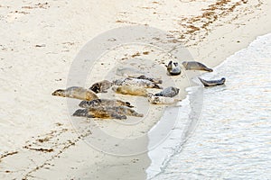 Sealions rest at the beach