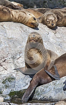 Sealions resting in Patagoing, Argentina photo