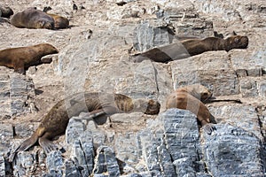 Sealions resting in Patagoing, Argentina photo