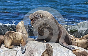 Sealions resting in Patagoing, Argentina photo