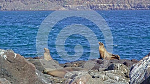 Sealions on the Rocks