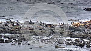 Sealions on rocks off the Pacific coast.