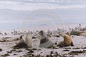 Sealions and seagulls.